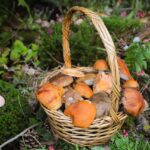Mushrooms