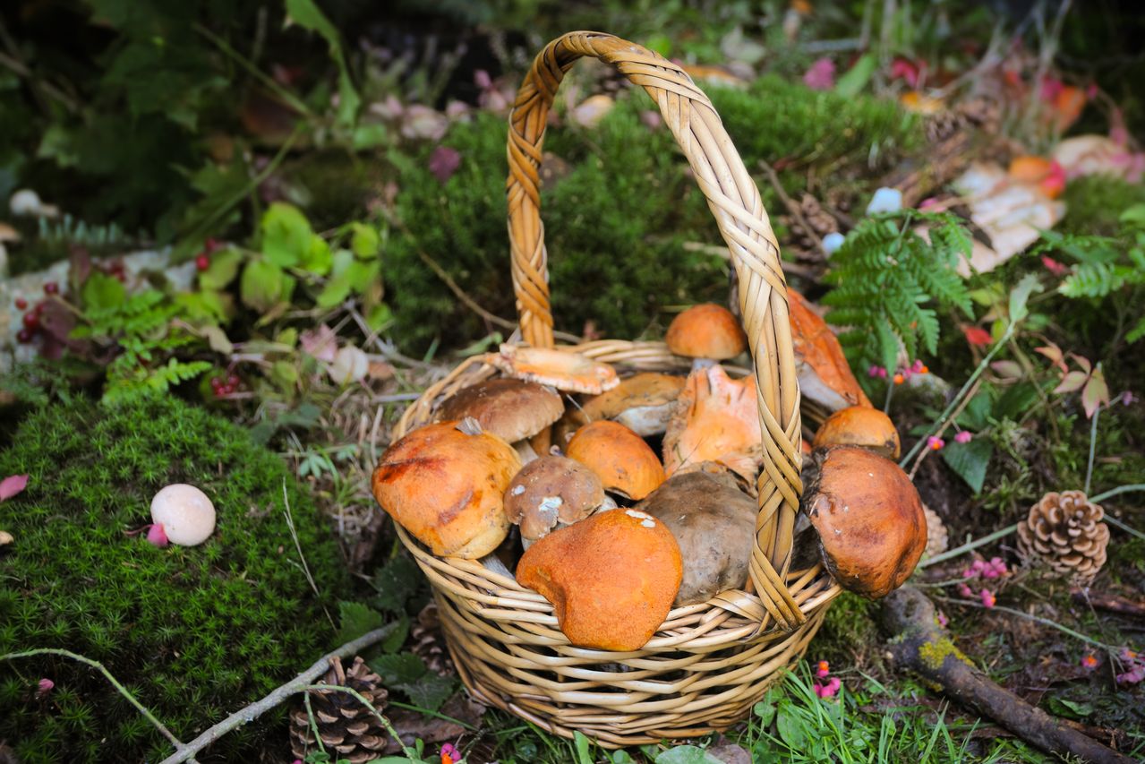 Mushrooms