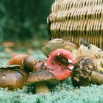Mushrooms