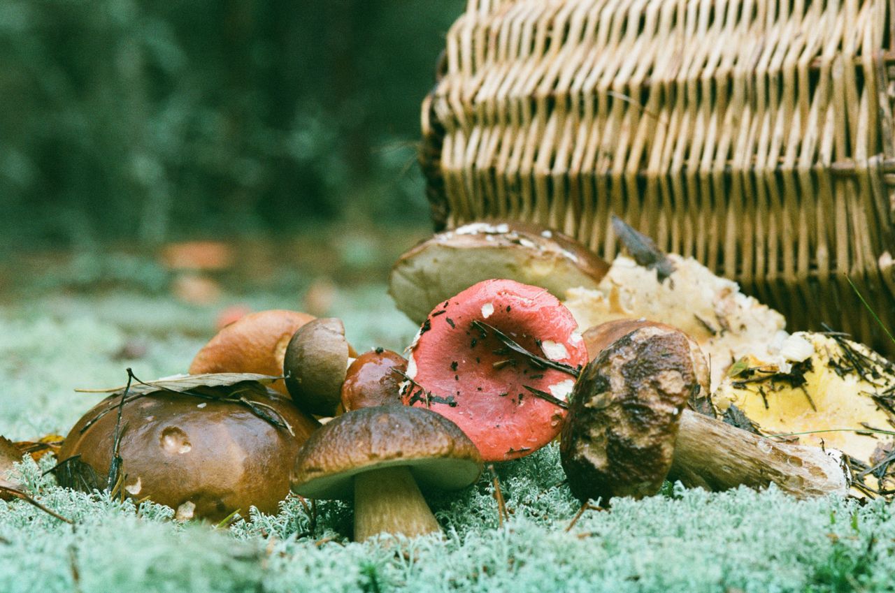 Mushrooms